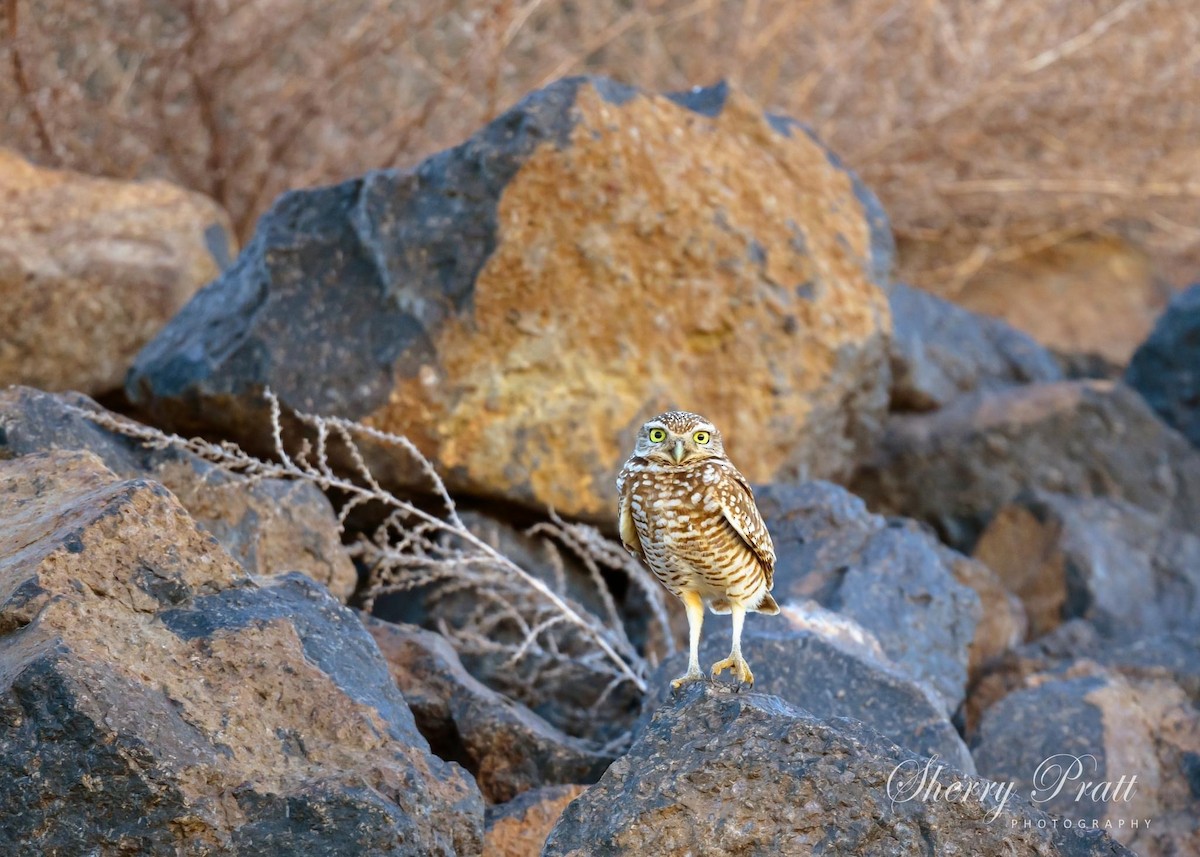 Burrowing Owl - Sherry Pratt