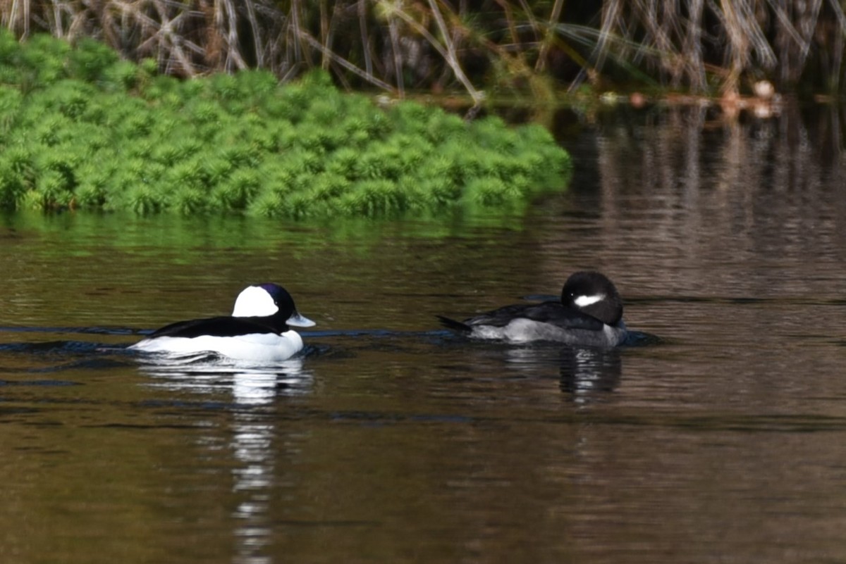 Bufflehead - ML507634481