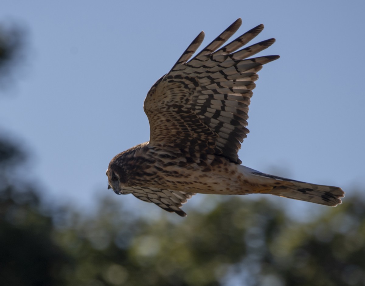 Northern Harrier - ML507635071