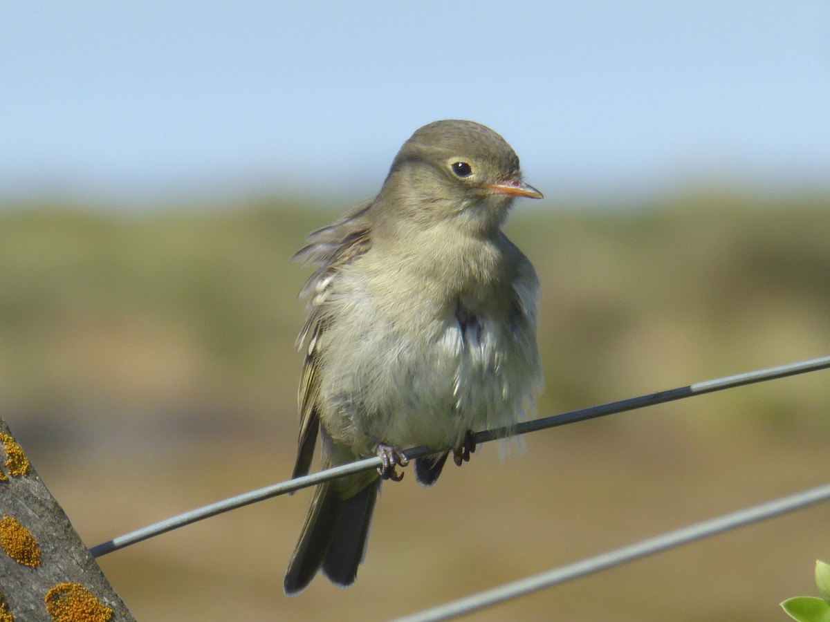 White-crested Elaenia - ML50763531