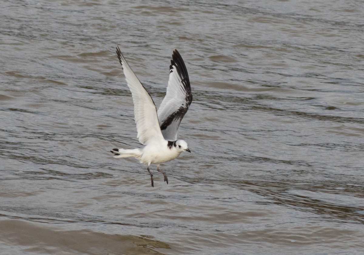 Mouette tridactyle - ML50763621