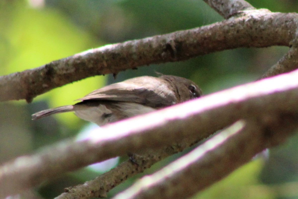 Large-billed Gerygone - Leonie Beaulieu