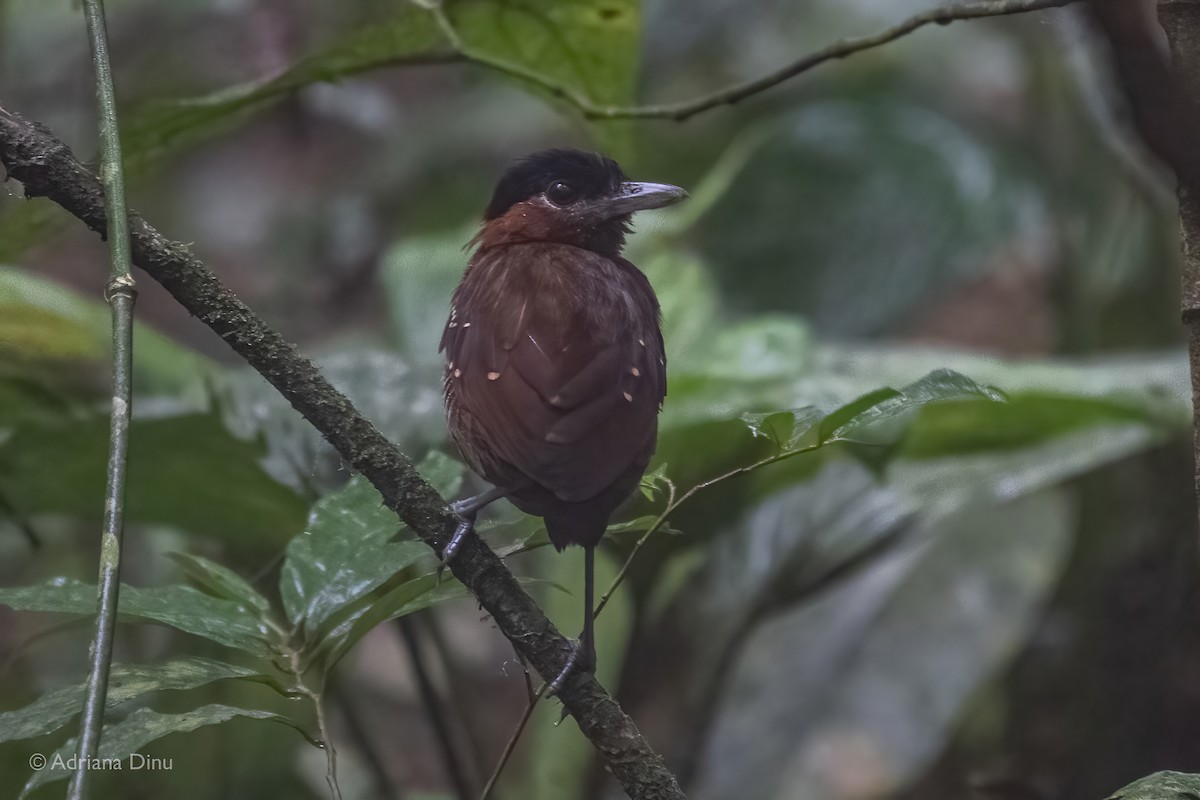 Black-crowned Antpitta - ML507640291