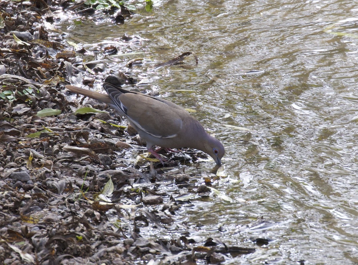 White-winged Dove - ML507640631