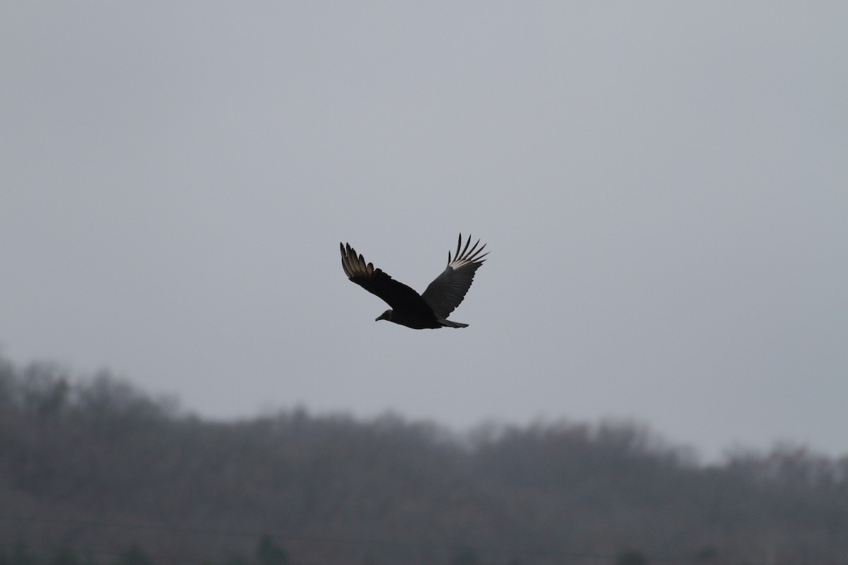 Black Vulture - ML507641221