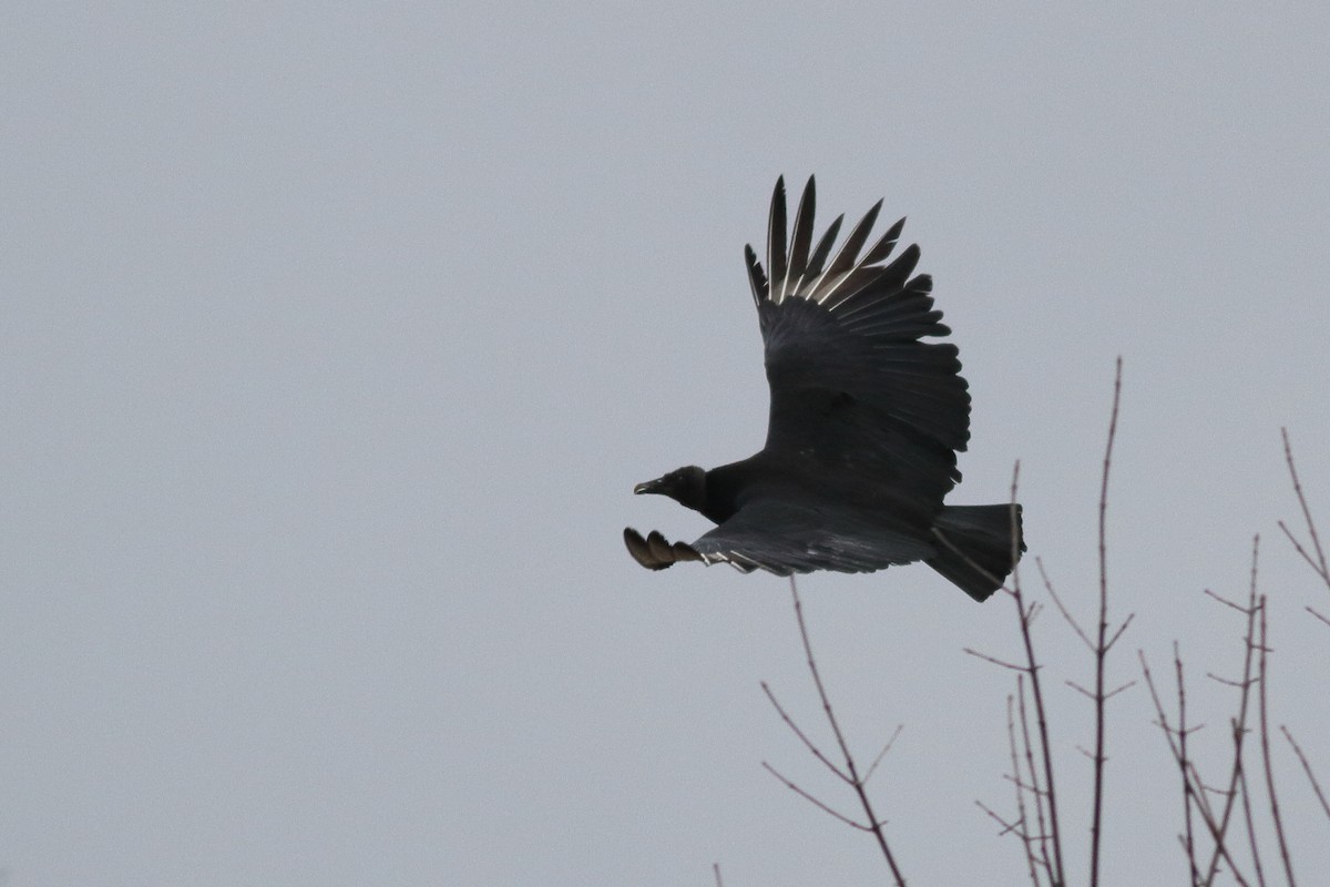 Black Vulture - ML507641251