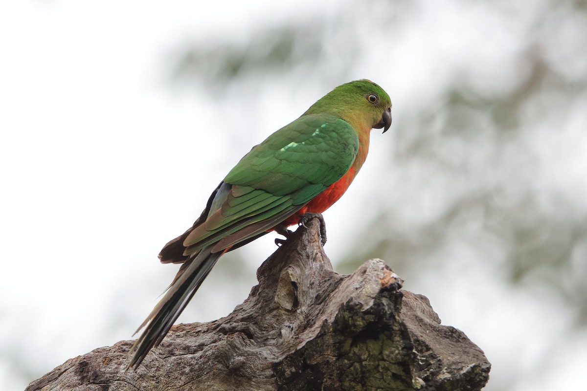 Australian King-Parrot - ML507642311