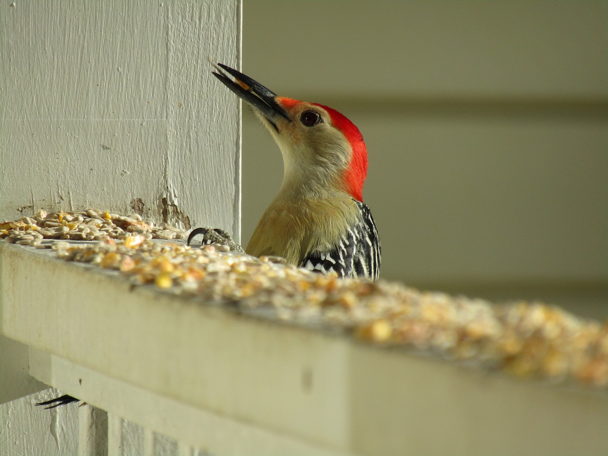 Red-bellied Woodpecker - ML507642441