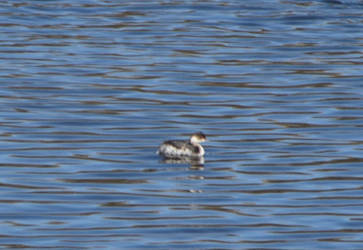 Eared Grebe - ML507644991