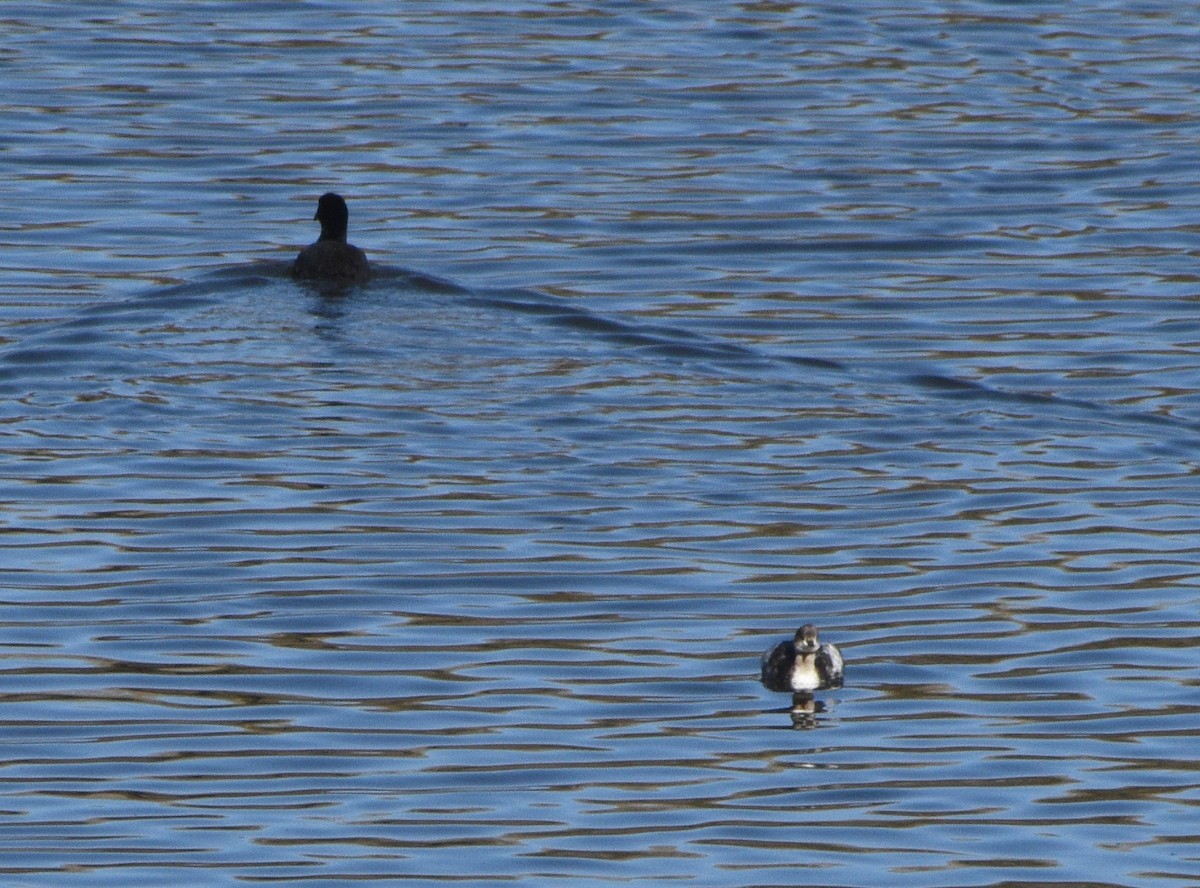 Eared Grebe - ML507645001