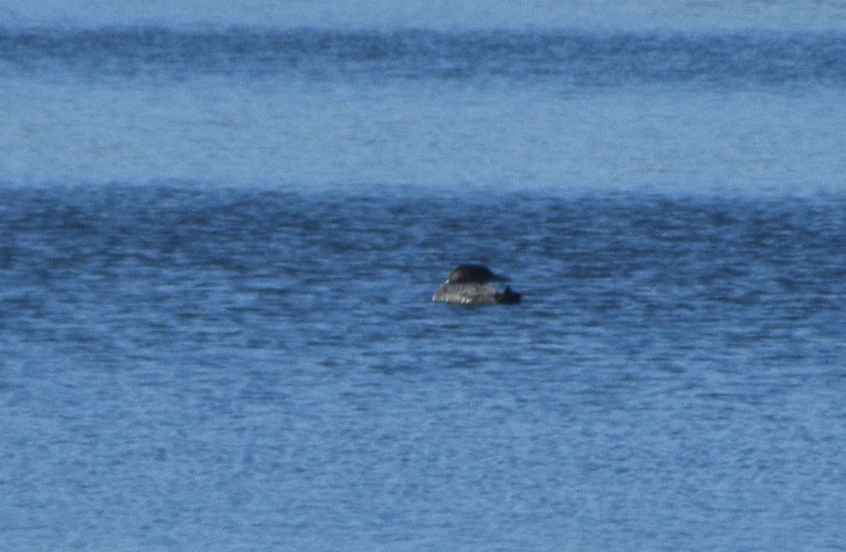 Common Loon - ML507645061