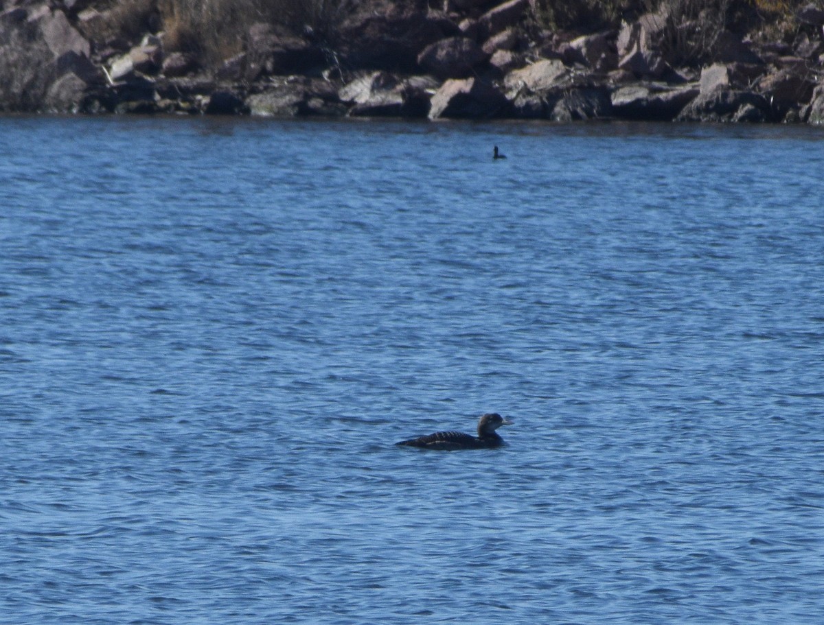 Common Loon - ML507645081