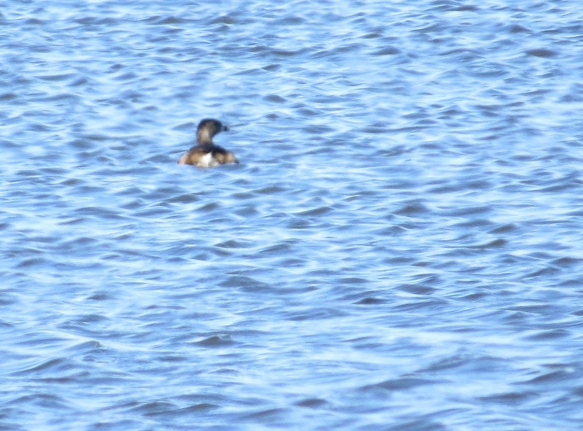 Pied-billed Grebe - ML50764611