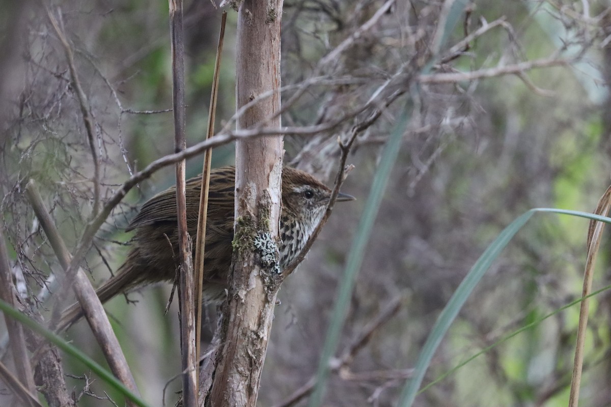 New Zealand Fernbird - ML507646531