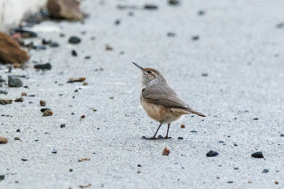 Rock Wren - ML507648321