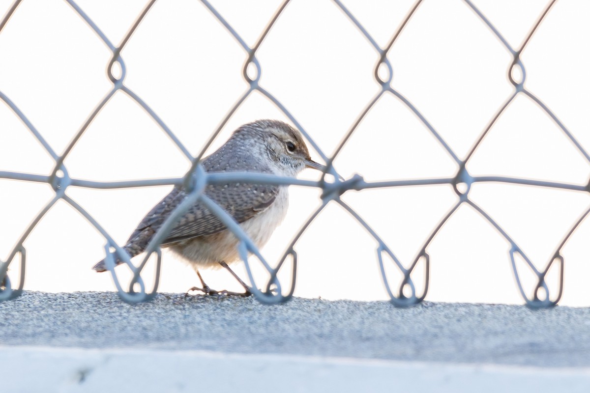 Rock Wren - Samuel Schmidt