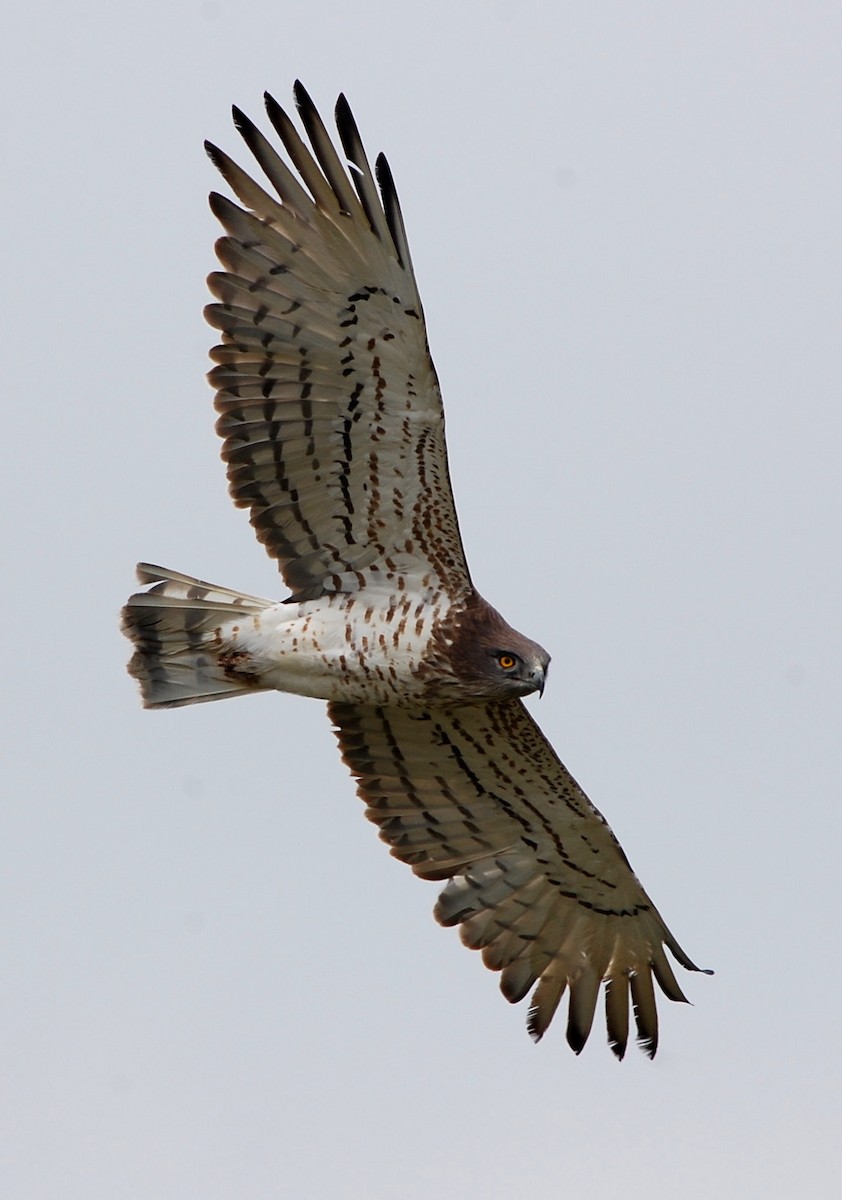 Short-toed Snake-Eagle - ML50764861