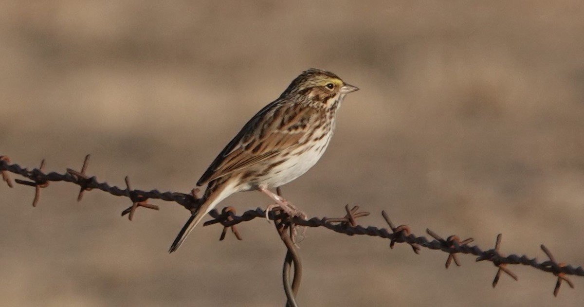 Savannah Sparrow - ML507648891