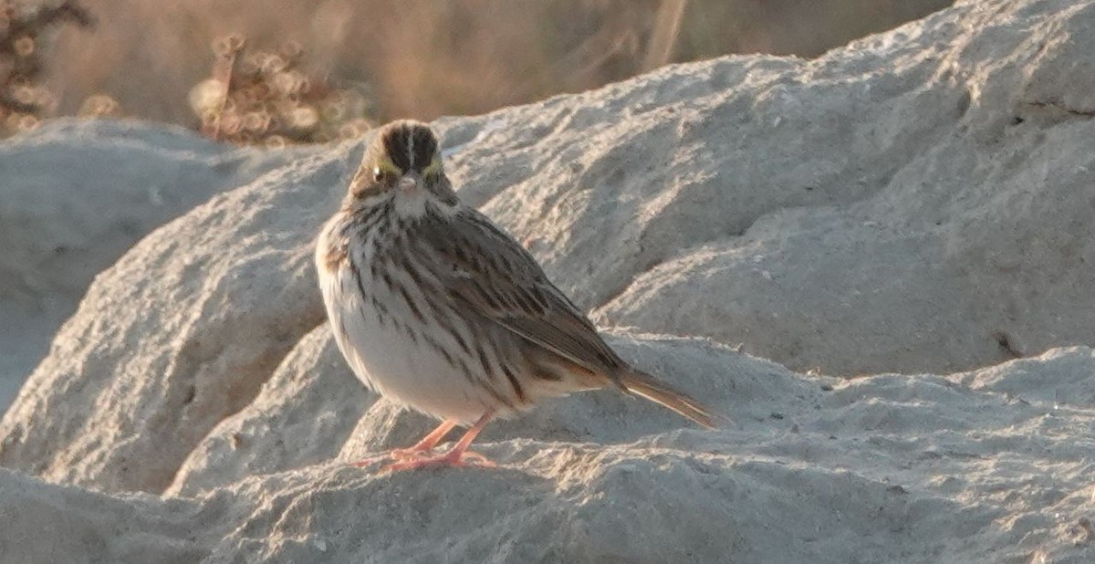 Savannah Sparrow - ML507648911