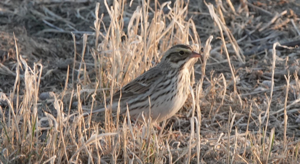 Savannah Sparrow - ML507648931