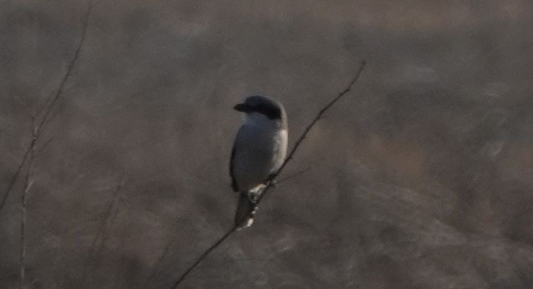 Loggerhead Shrike - ML507648961