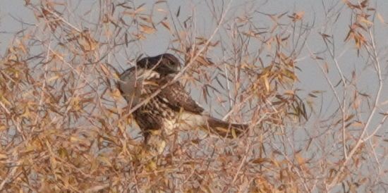 Red-tailed Hawk - ML507649111