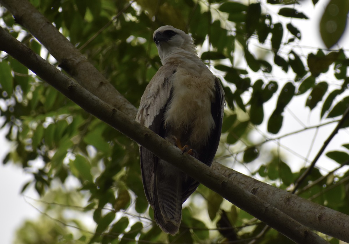 Crested Eagle - ML507649341