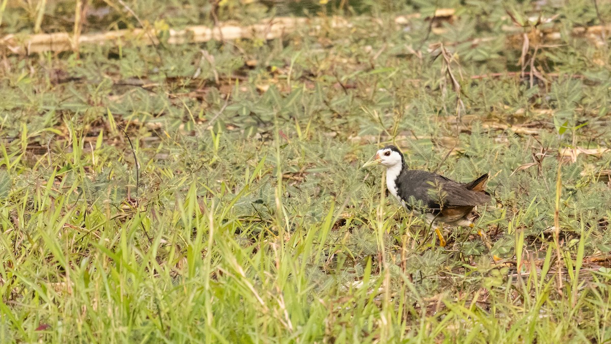 White-breasted Waterhen - Guy de Bruyn