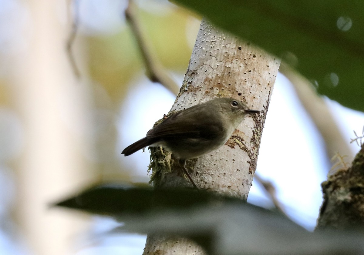 Large-billed Gerygone - John Bruin