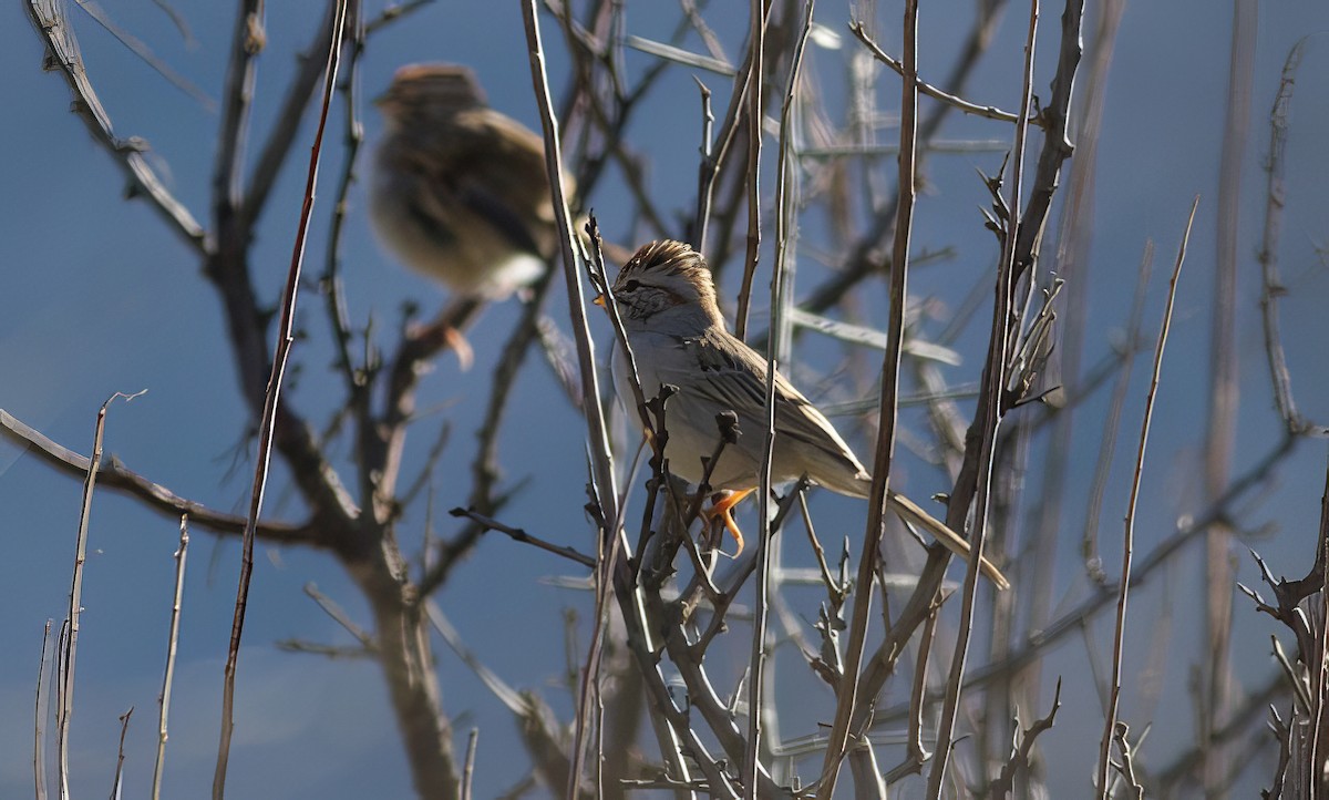 Rufous-winged Sparrow - Nick Pulcinella