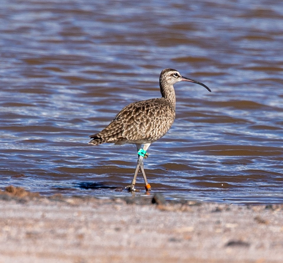 Regenbrachvogel - ML507651641