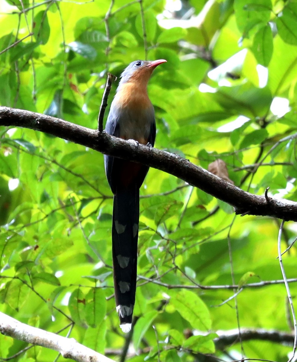 Red-billed Malkoha - ML507652921