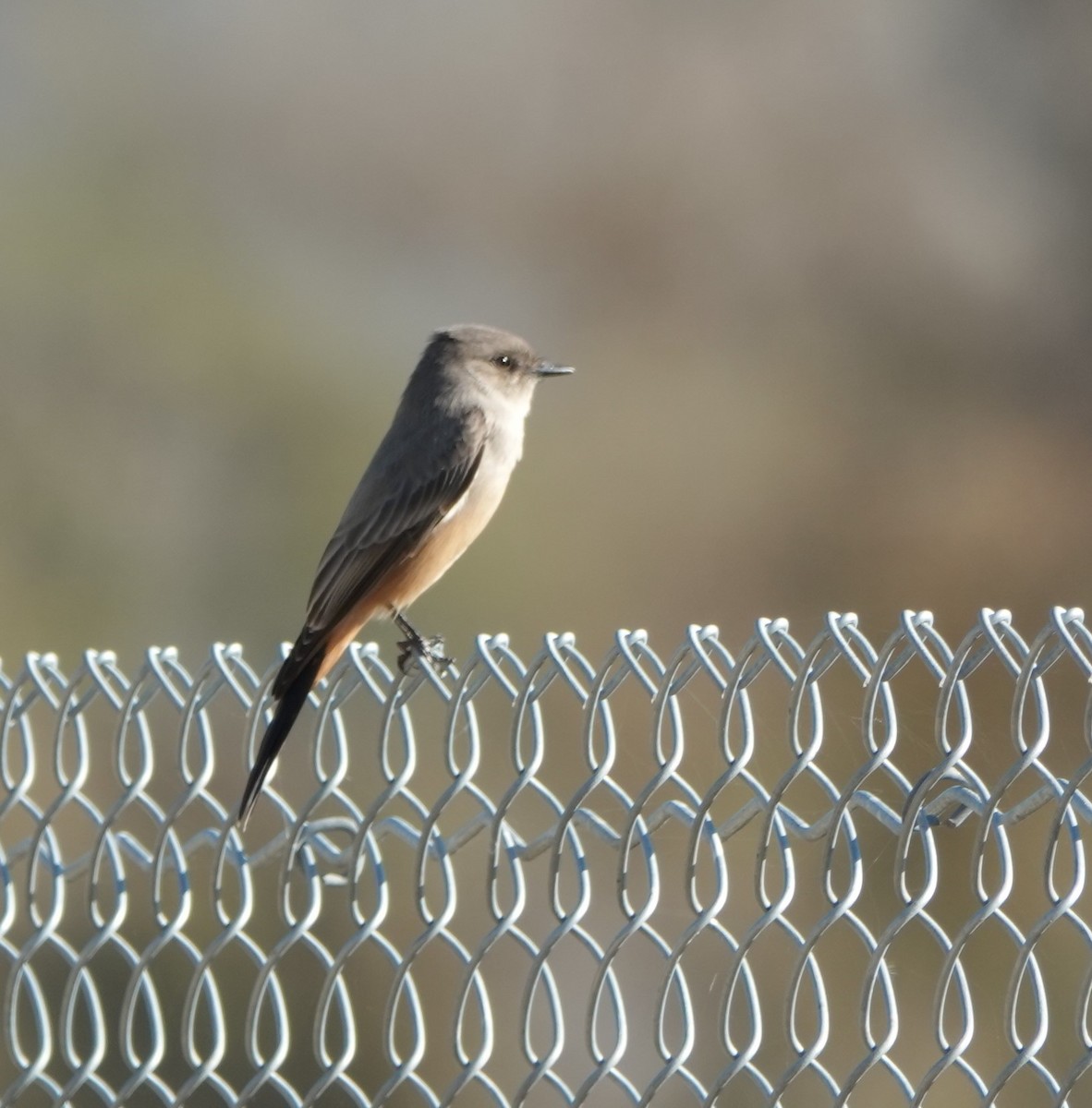 Say's Phoebe - Ruth Kerr