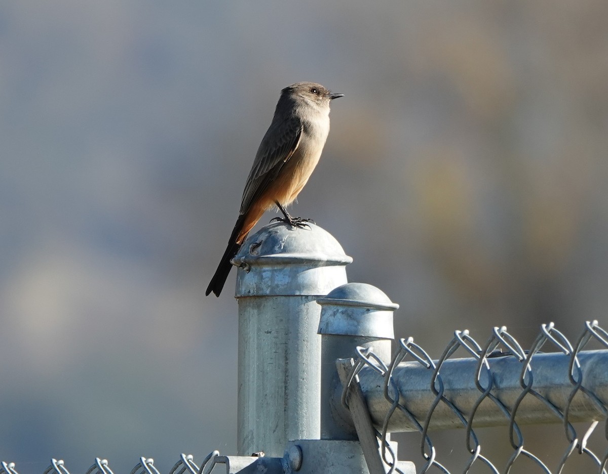 Say's Phoebe - Ruth Kerr