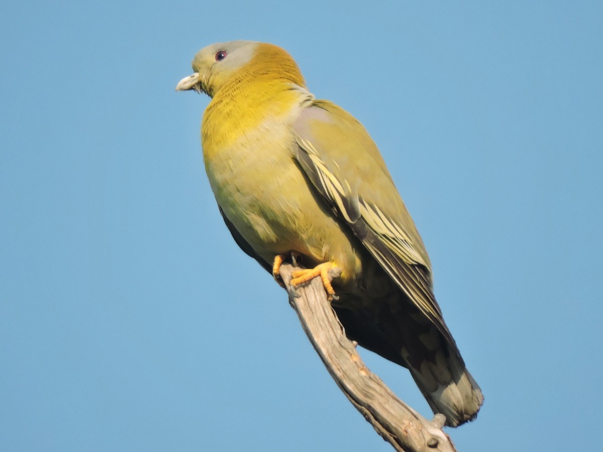 Yellow-footed Green-Pigeon - Subhajit Roy