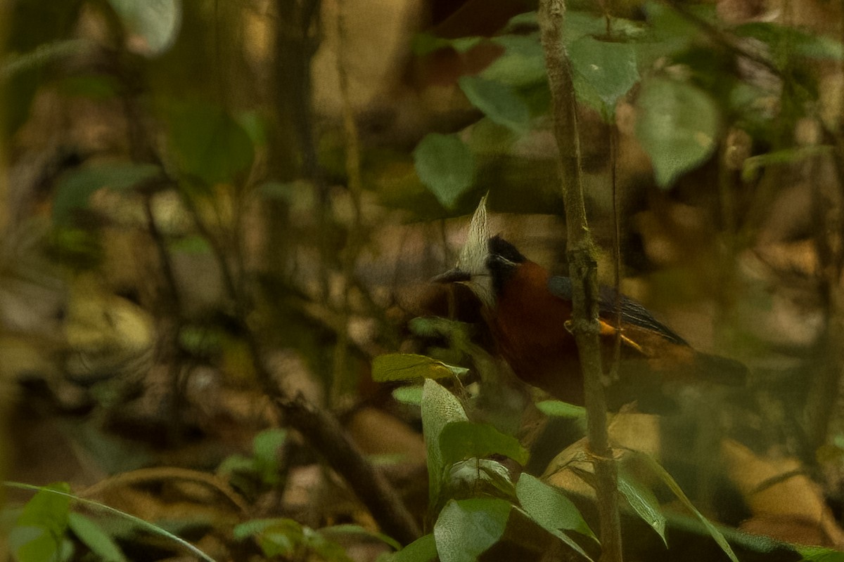 White-plumed Antbird - ML507655441