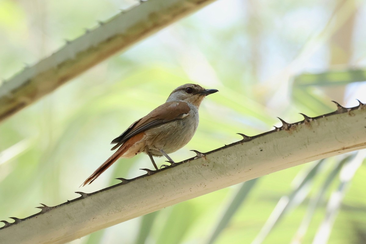 Rufous-tailed Palm-Thrush - ML507655801