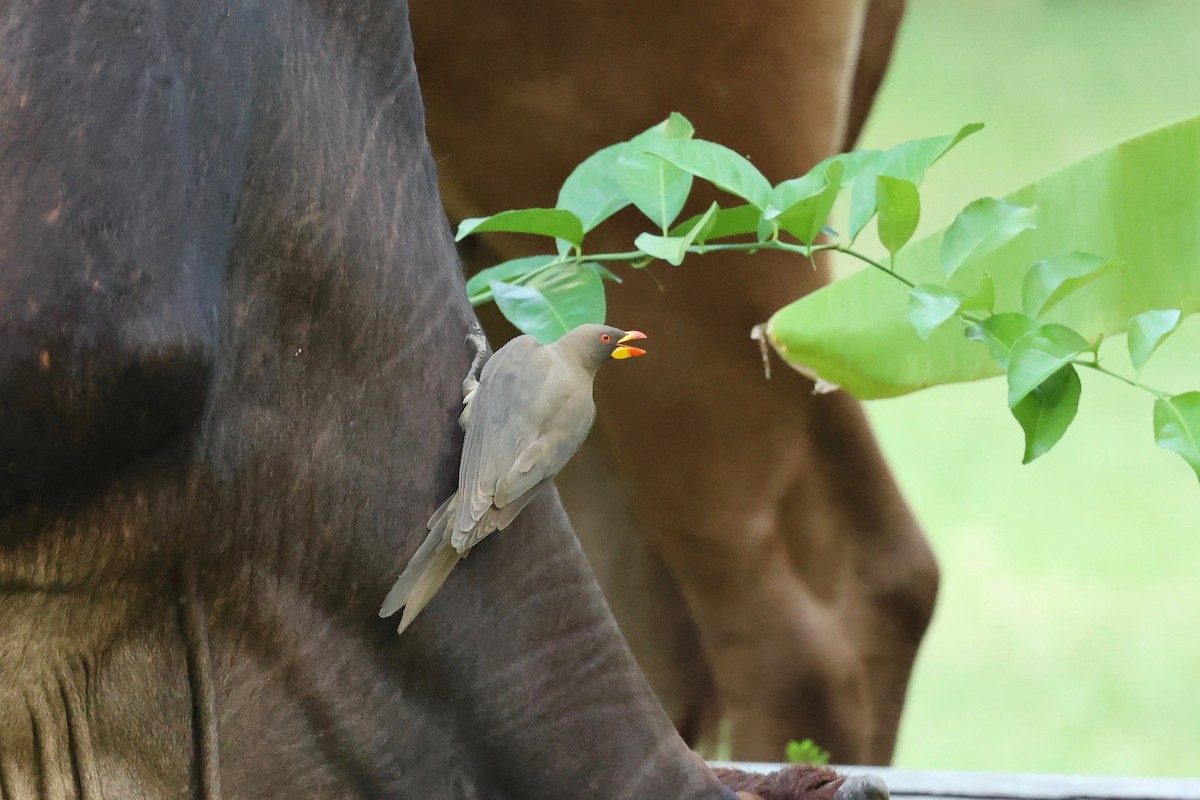 Yellow-billed Oxpecker - ML507656731