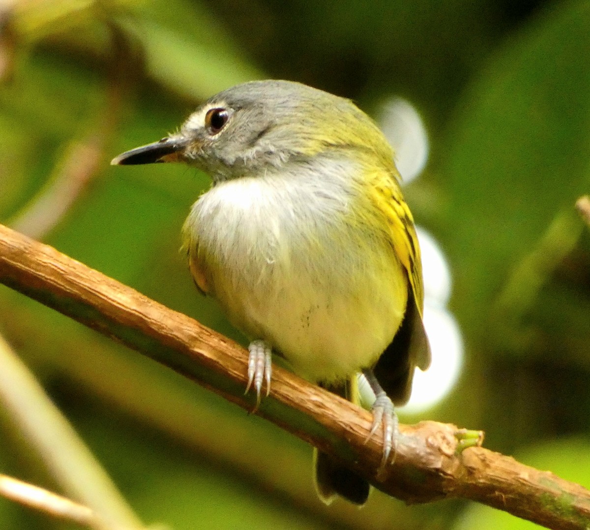 Slate-headed Tody-Flycatcher - ML507656921