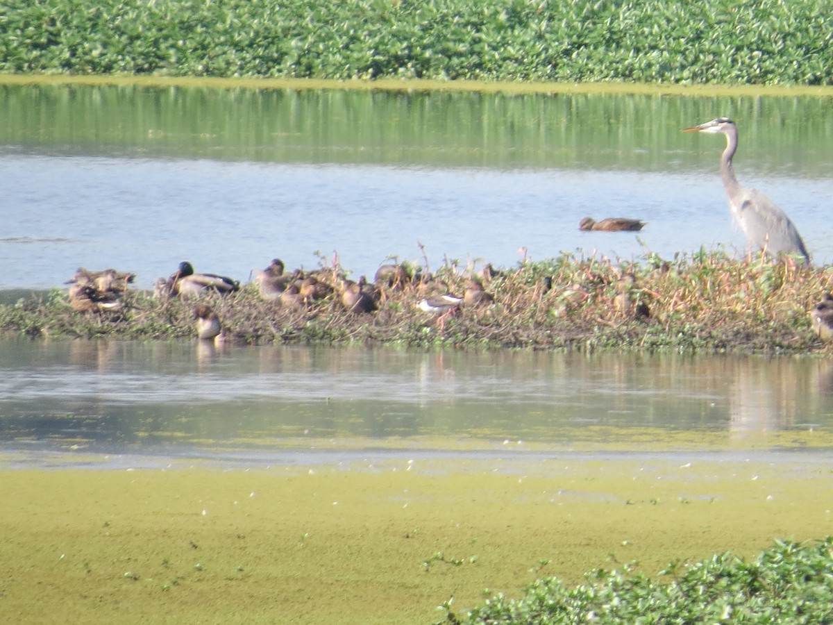 Black-necked Stilt - ML507658821