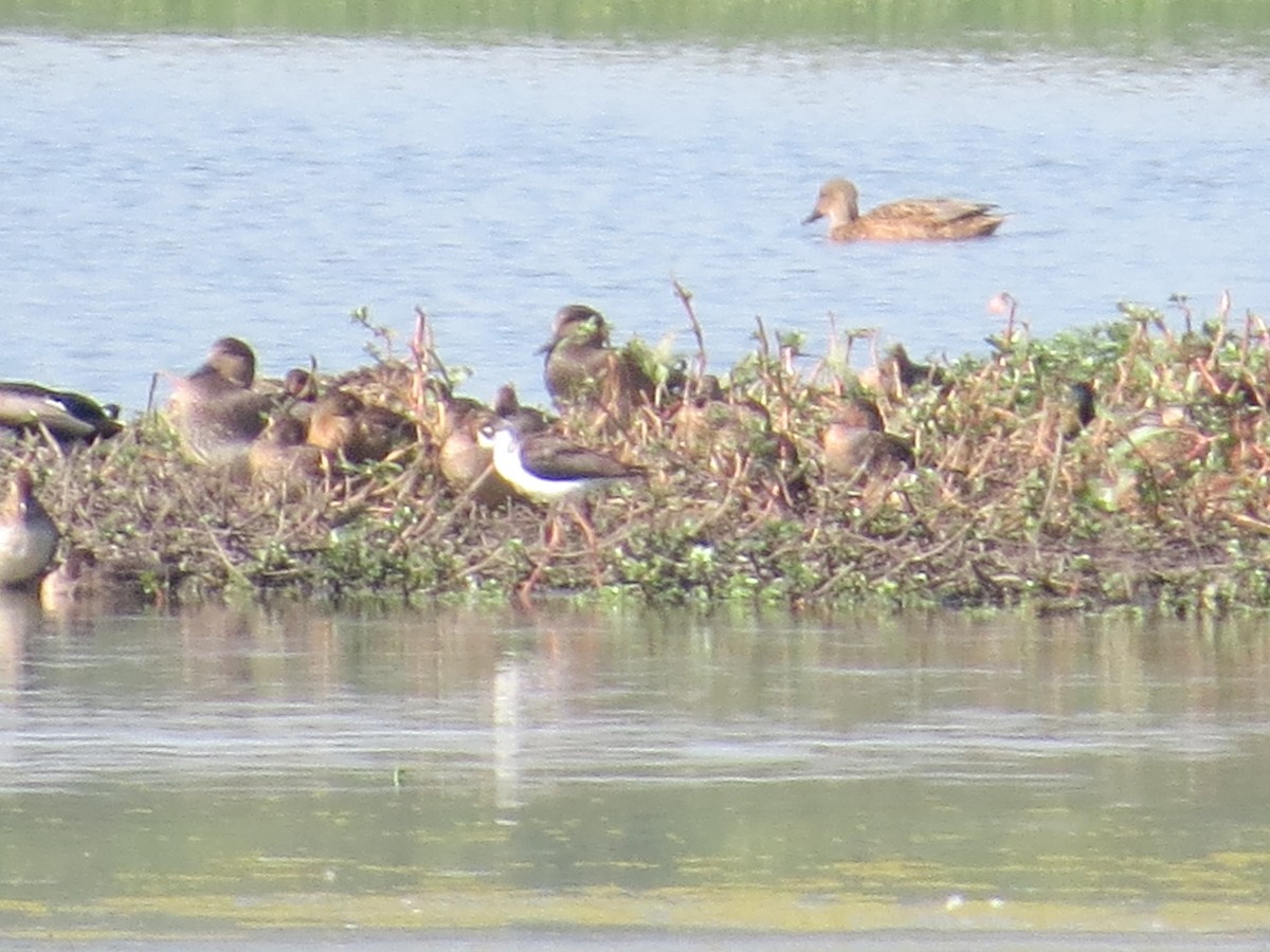 Black-necked Stilt - Drew Meyer