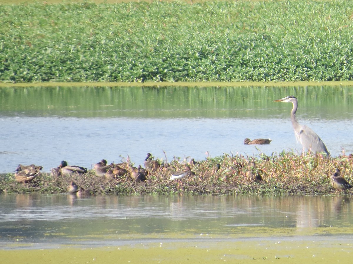 Black-necked Stilt - ML507658841