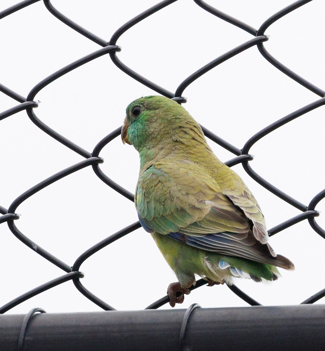Red-rumped Parrot - ML507659881