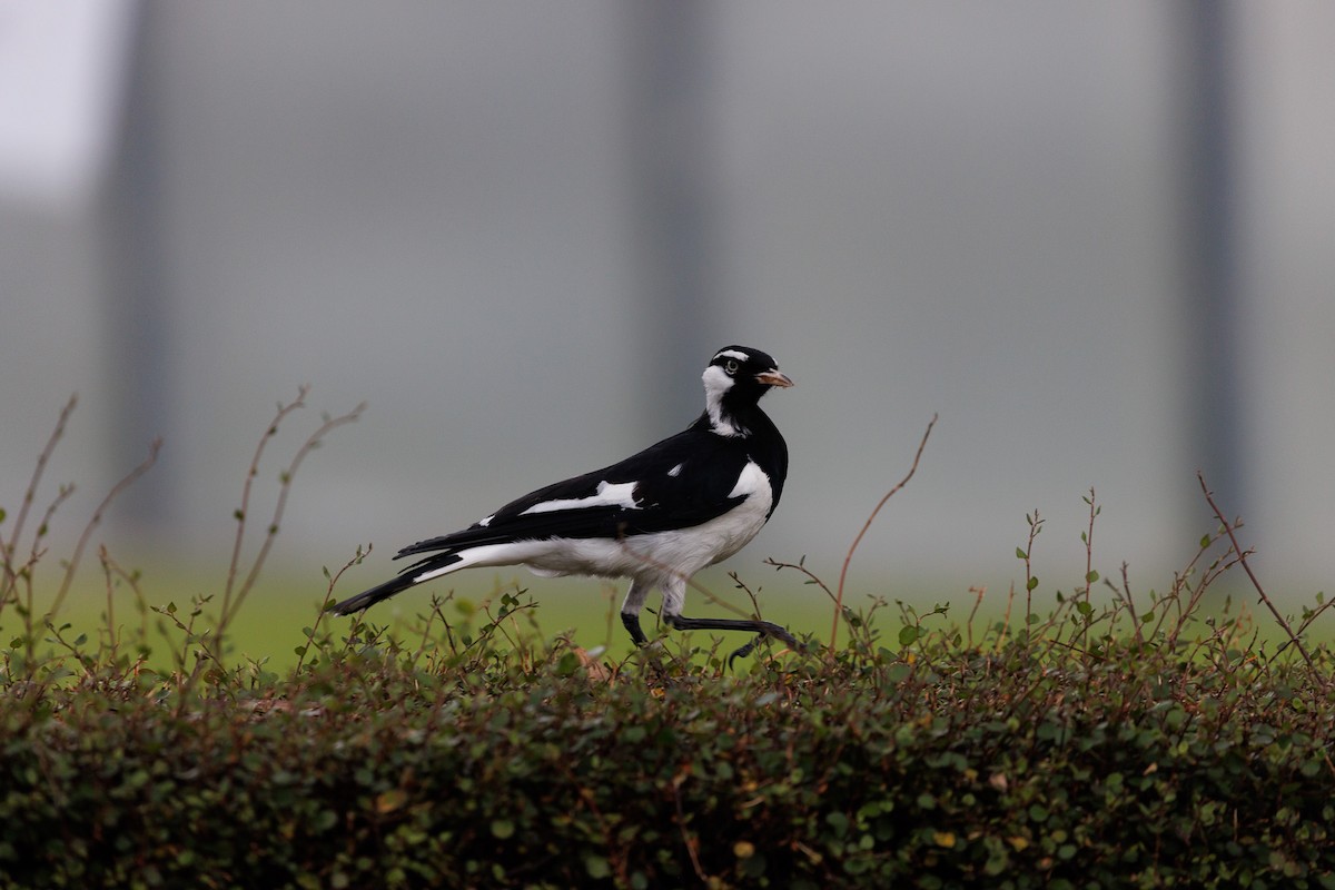 Magpie-lark - Luke sbeghen