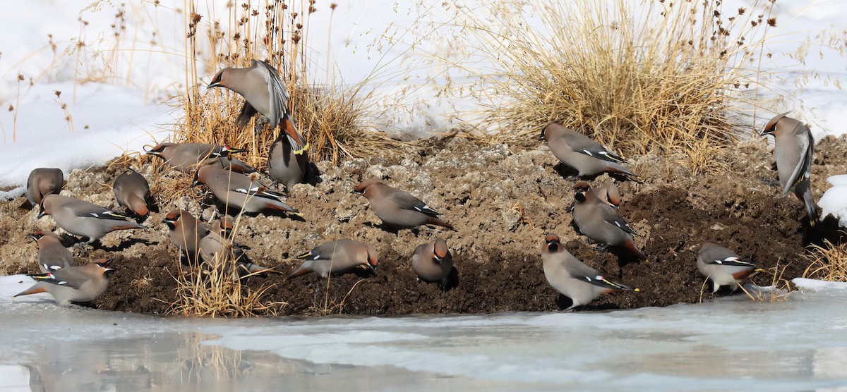 Bohemian Waxwing - Adrian Lakin