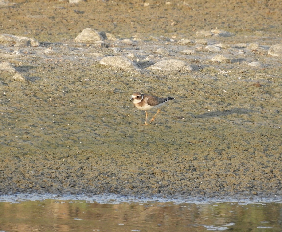 Common Ringed Plover - ML507662631