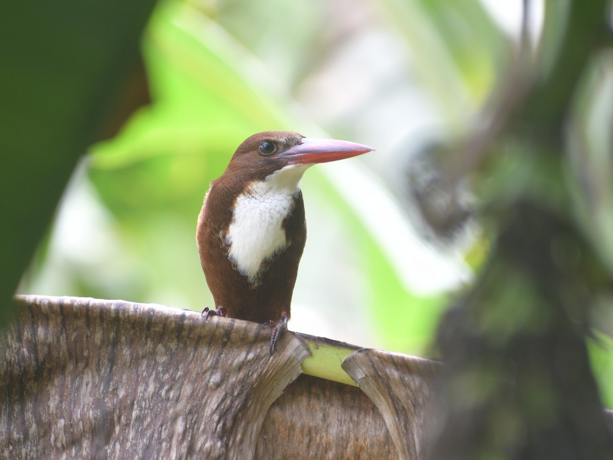 White-throated Kingfisher - ML507662761
