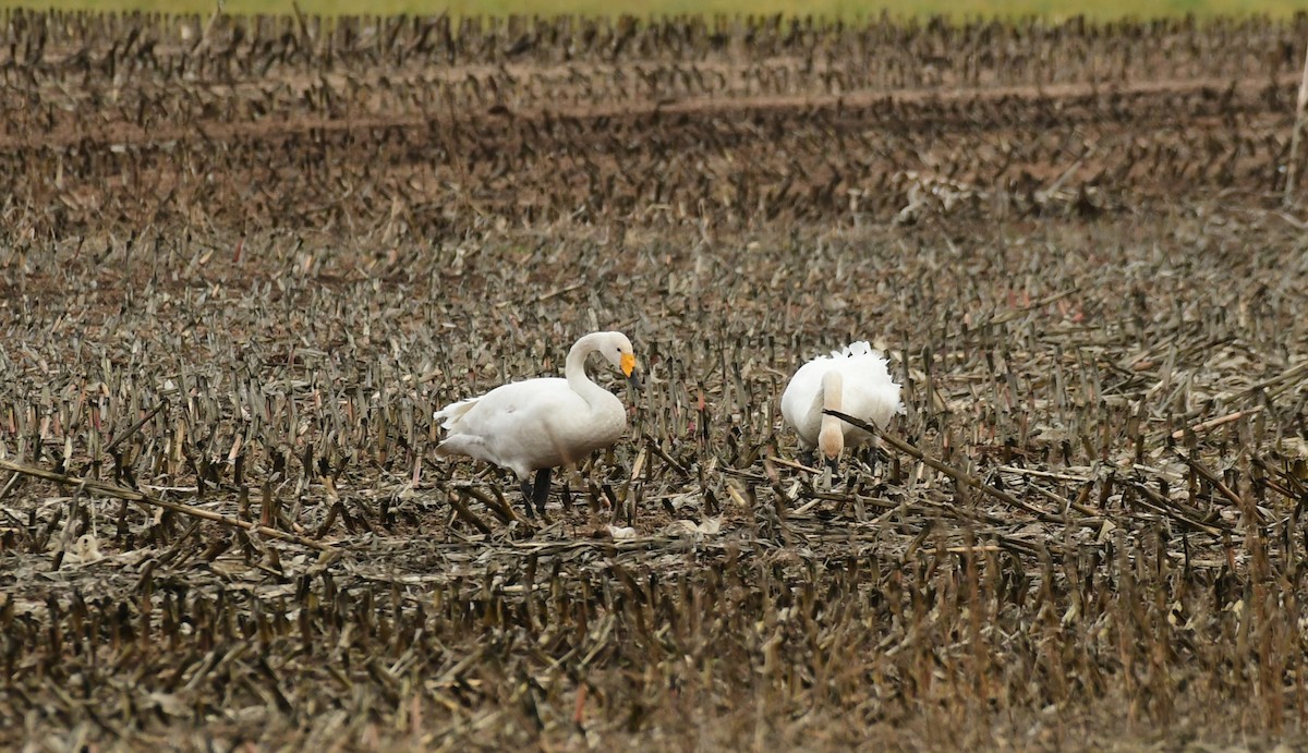 Whooper Swan - ML507662901