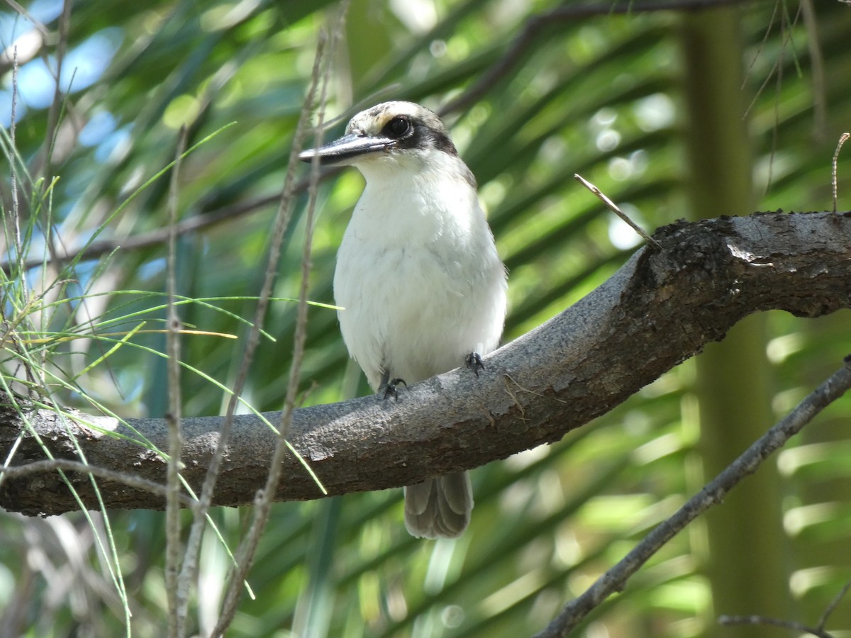 Chattering Kingfisher - ML507663011