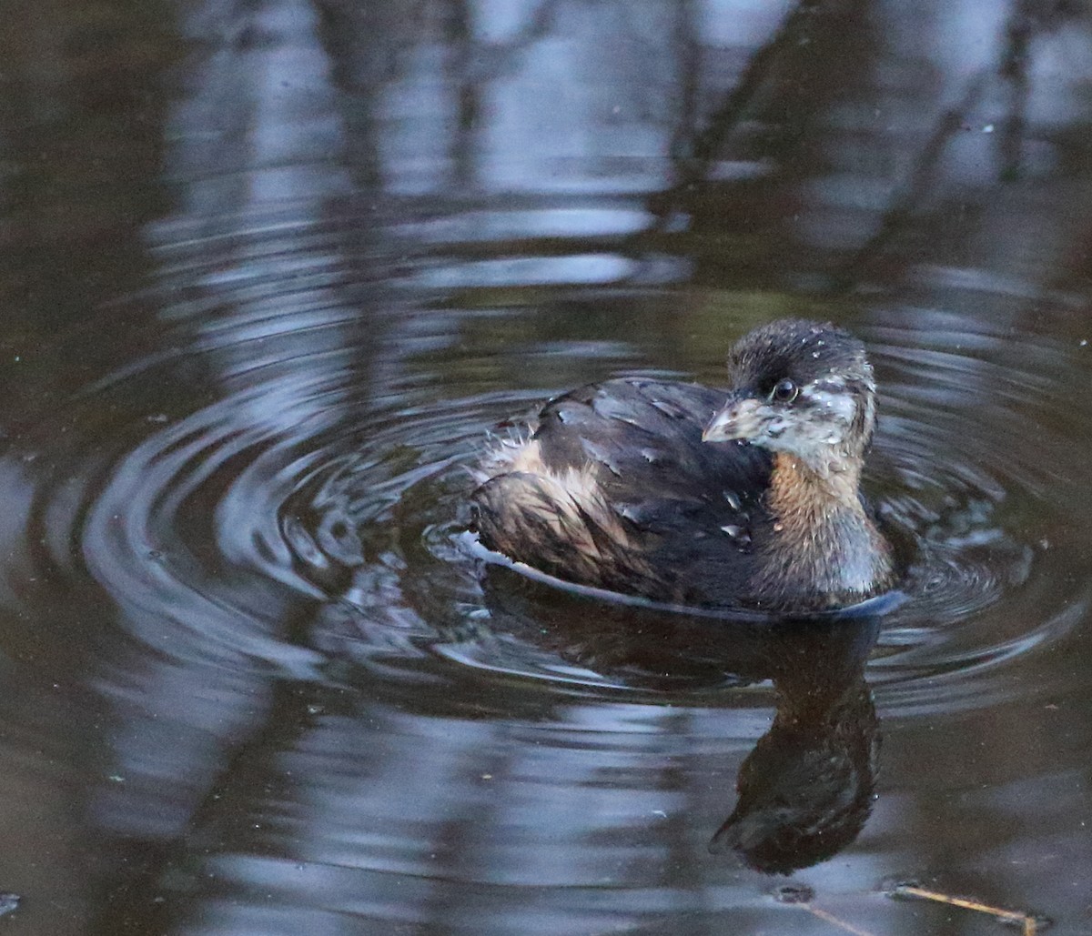 Pied-billed Grebe - ML507663021